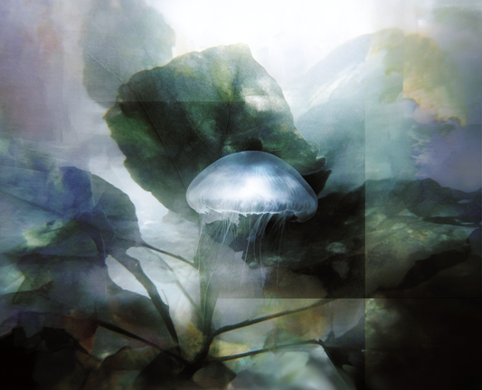 葉の裏、ひかるくらげ / Jellyfish Beneath the Leaf