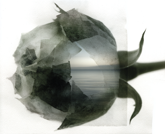 蕾のなかの海 / The Sea Within the Bud